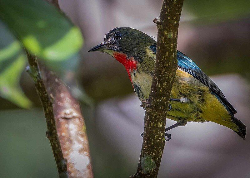 File:Fire-throated Flowerpecker2.jpg