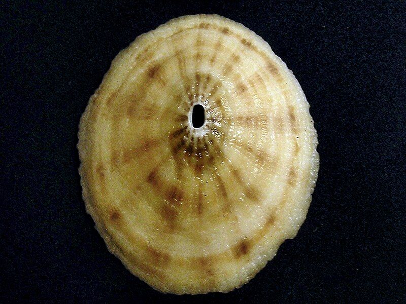 File:Fissurella costata 001.jpg