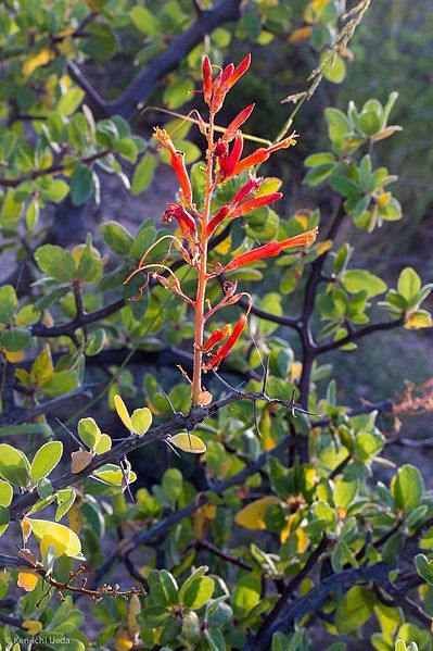 File:Fouquieria diguetii 27367523.jpg