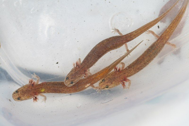 File:Georgetown salamander.jpg