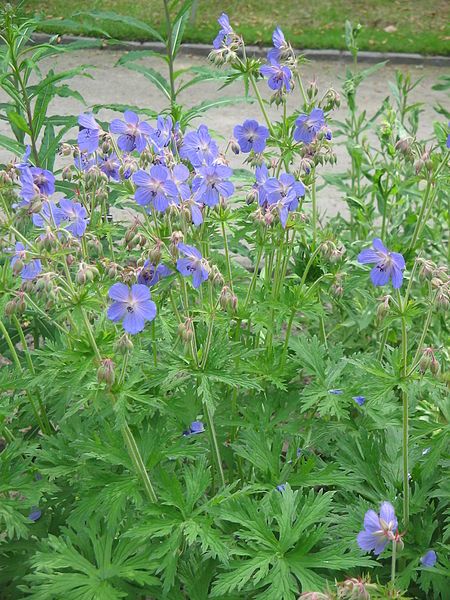 File:Geranium pratense01.jpg