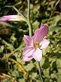 Gladiolus italicus close-up flower