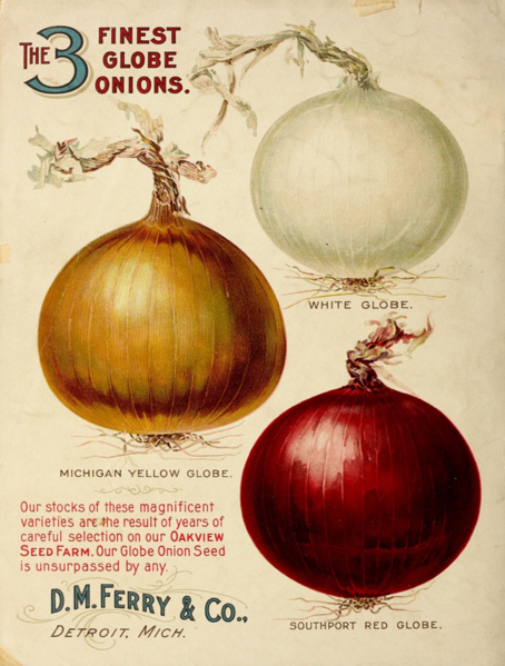 File:Globe Onion Varieties.png