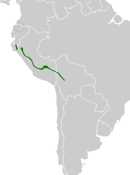 File:Grallaricula leymebambae map.svg