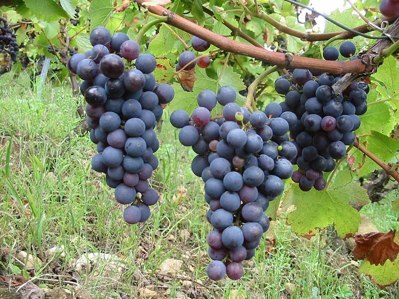 File:Grappes de Poulsard.jpg