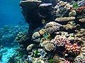 The Great Barrier Reef in all its beauty