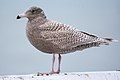 Larus hyperboreus