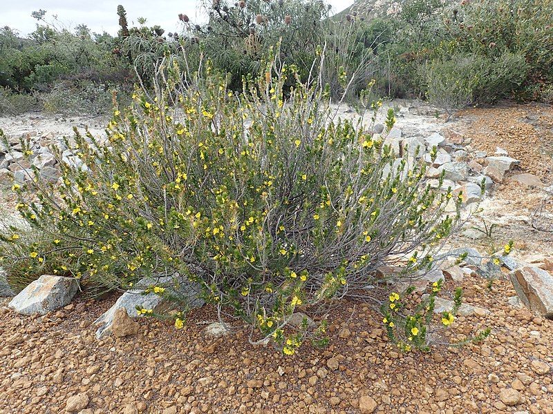 File:Hibbertia hamulosa habit.jpg