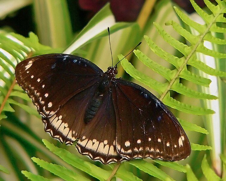 File:Hypolimnas bolina-female.jpg