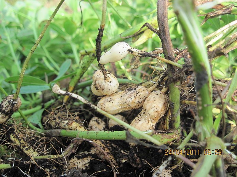 File:Kacang tanah muda.JPG