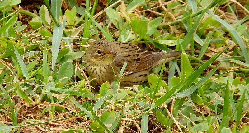 File:Lanceolated warbler.jpg