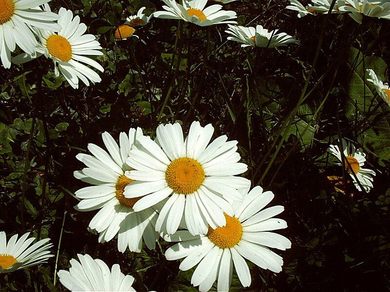 File:Leucanthemum ircutianum 2005.jpg