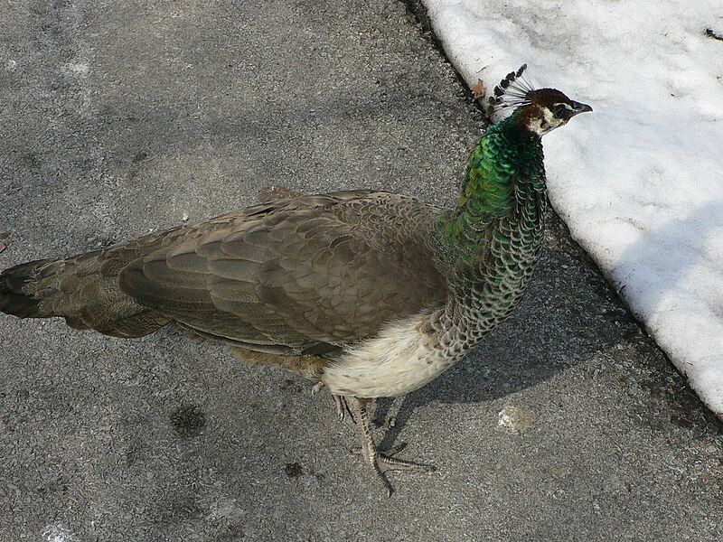 File:MP-Pavo cristatus 12.jpg