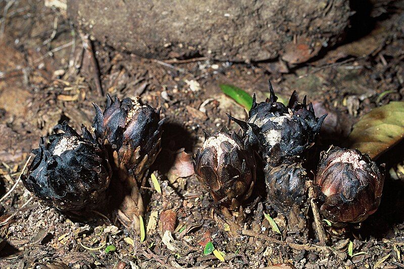 File:Male Dactylanthus flowers.jpeg