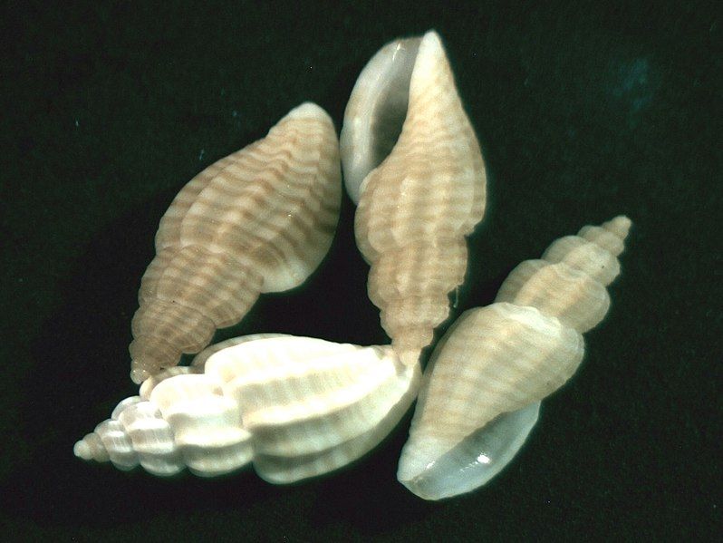 File:Mangelia striolata 001.jpg