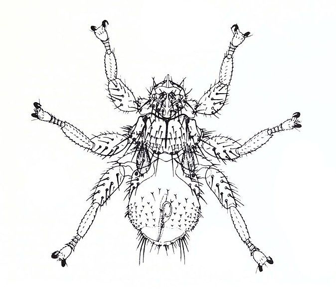 File:Mastoptera guimaraesi.jpg