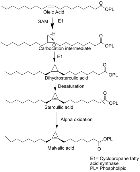 File:Meran Biosynth.png