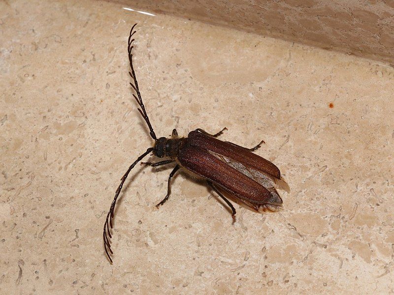 File:Microplophorus magellanicus.jpg