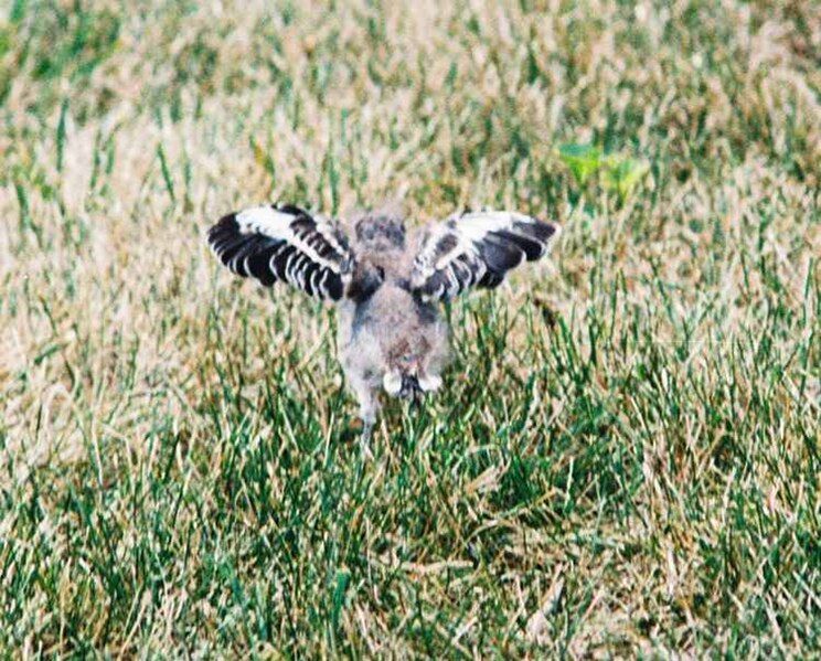 File:Mockingbird Chick019.jpg