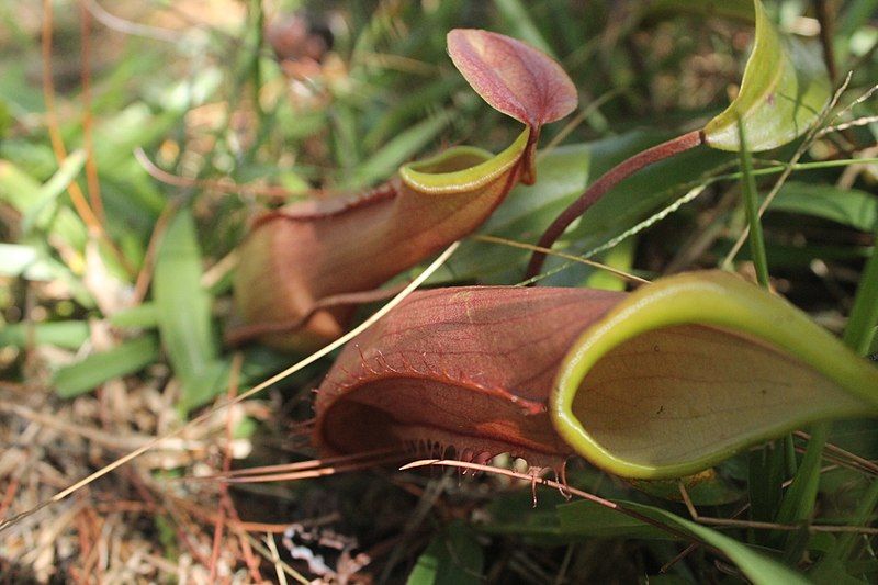 File:Nepenthes tobaica.jpg