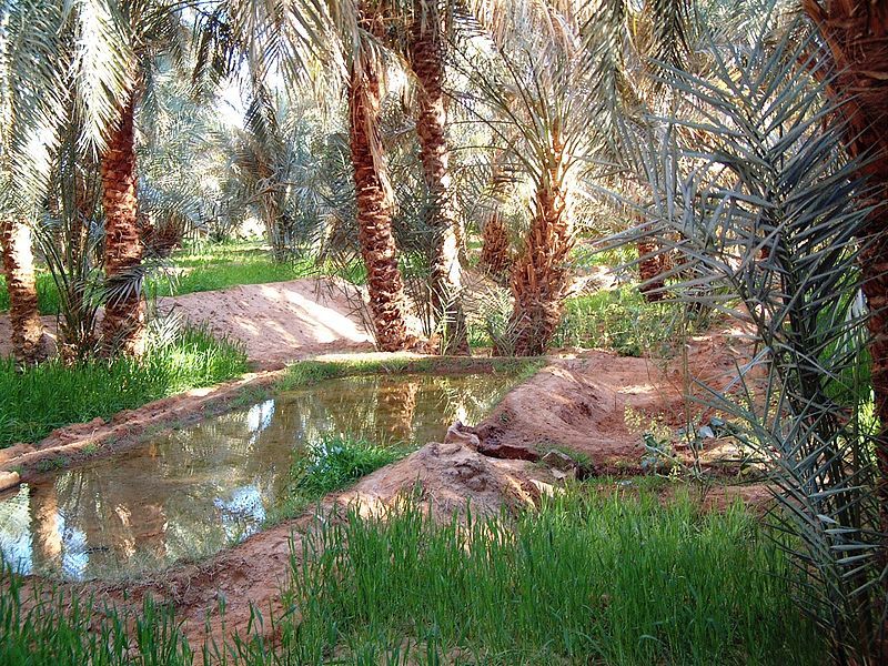 File:Oasis Timimoun.jpg