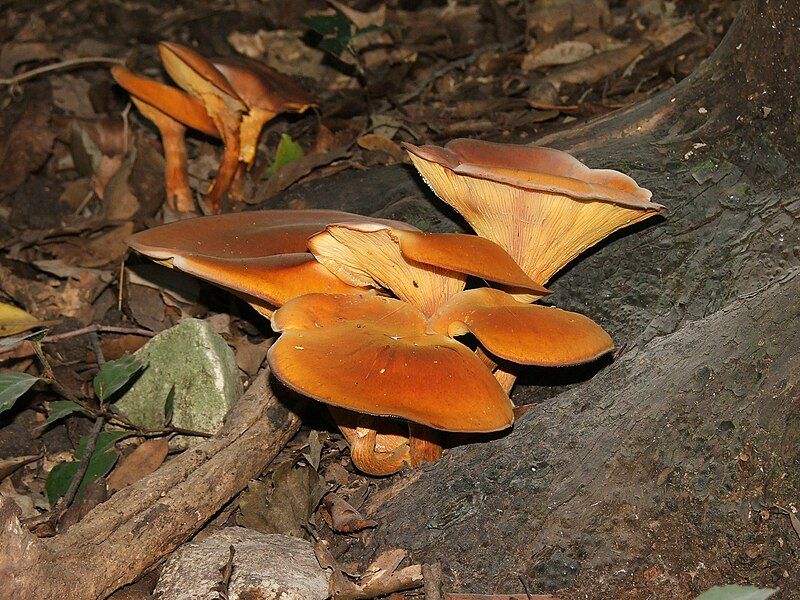 File:Omphalotus olearius.JPG