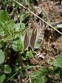 Ononis rotundifolia fruits