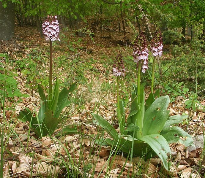 File:Orchis purpurea plants2.jpg