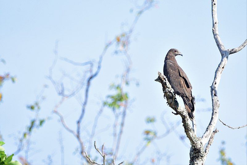 File:OrientalHoneyBuzzard.jpg