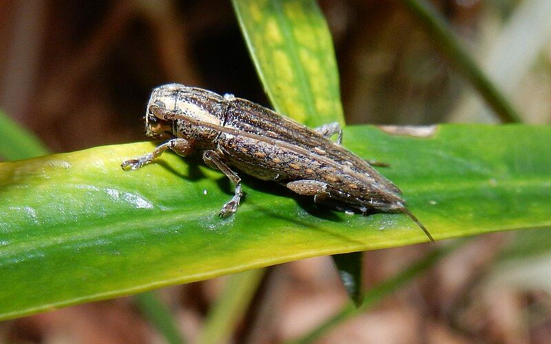 File:Orinoeme centurio Ferndale.jpg