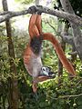 Pachylemur insignis