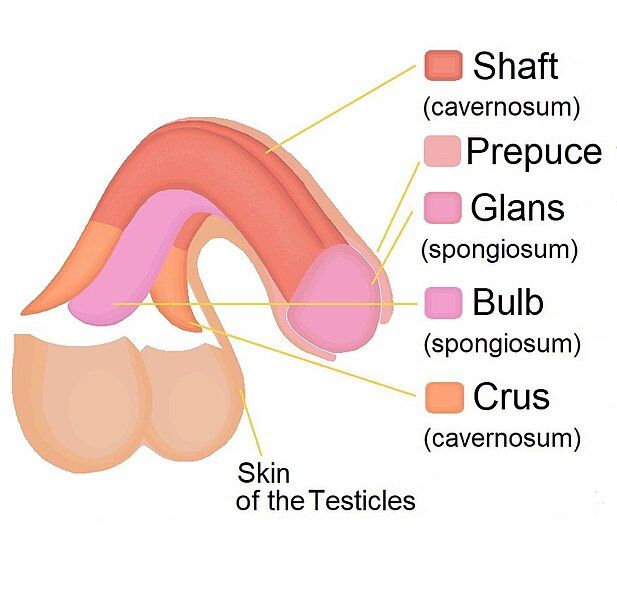 File:Penile diagram.jpg