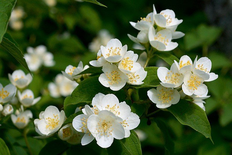 File:Philadelphus pubescens (3).jpg