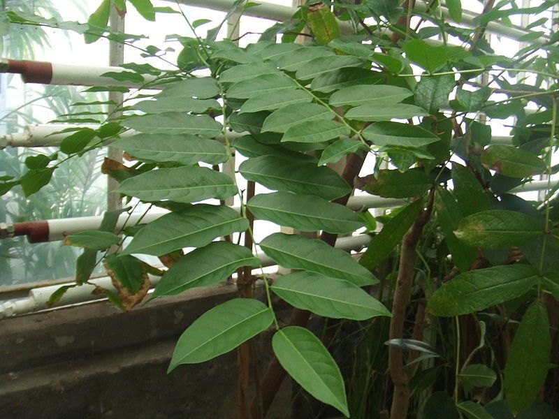 File:Phyllanthus acidus.jpg