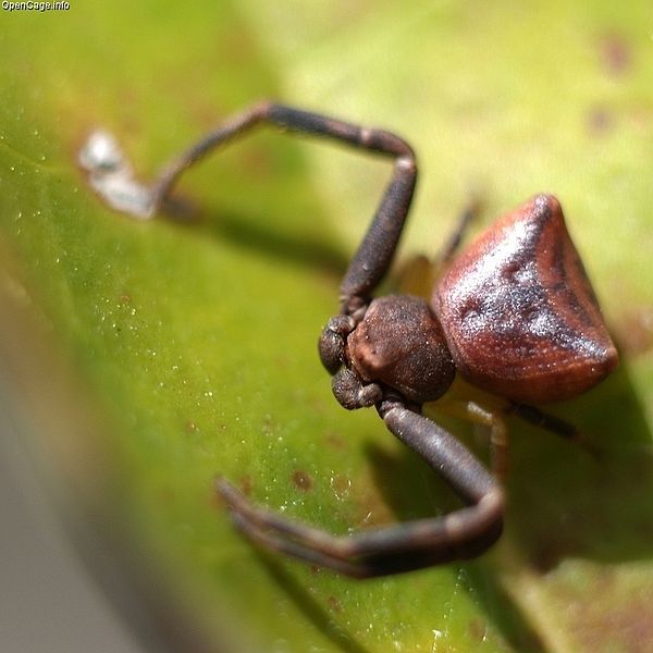 File:Pistius undulatus(Female).jpg