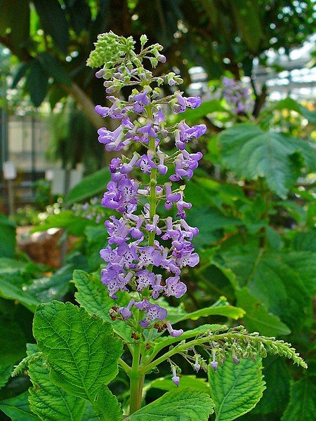 File:Plectranthus fruticosus 002.JPG