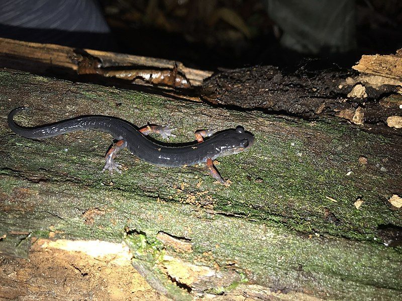 File:Plethodon shermani 53538956.jpg