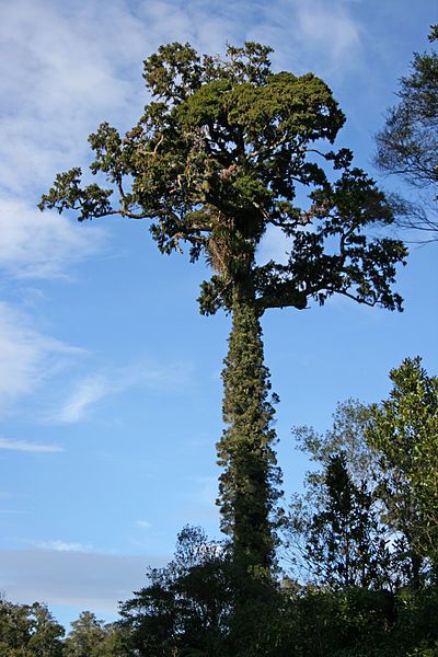 File:Rimu-Waitakere.jpg