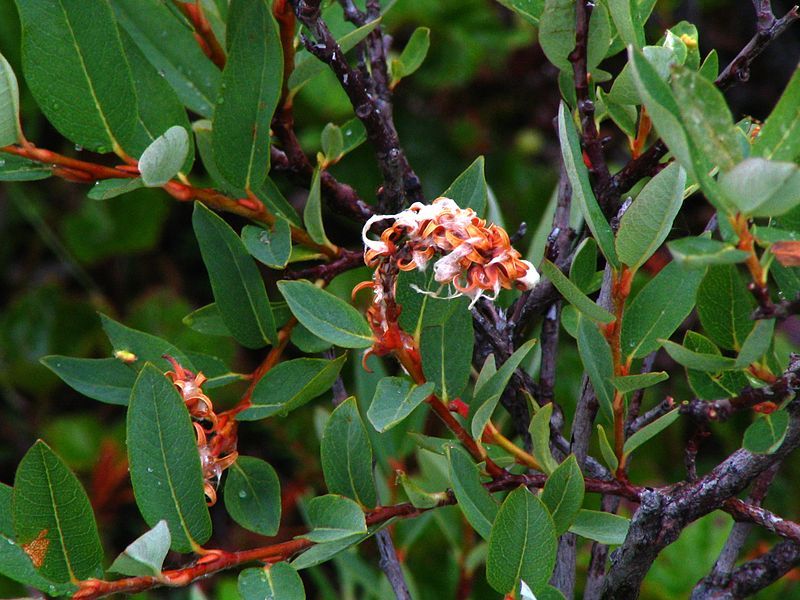 File:Salix myrtilloides.jpg