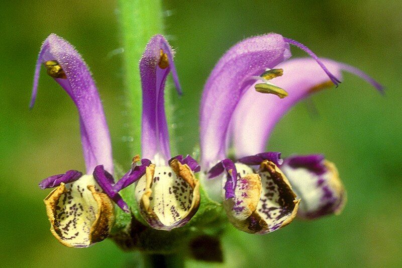 File:Salvia indica Gallilea.jpg