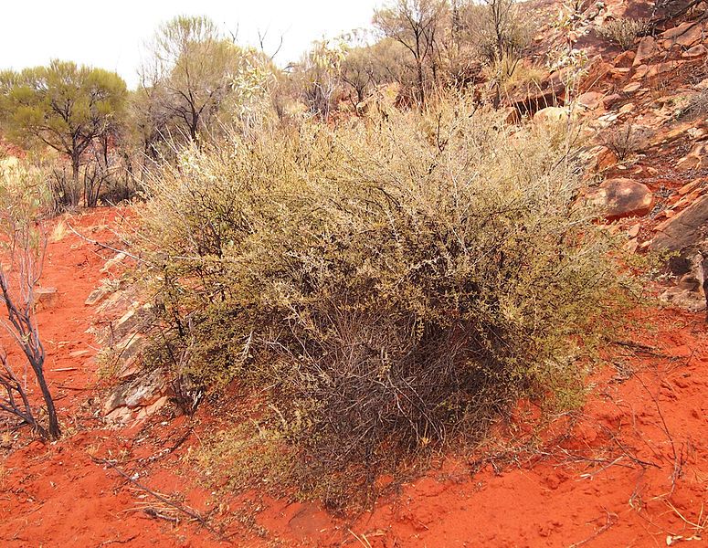 File:Scaevola spinescens habit.jpg