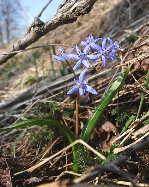 File:Scilla bifolia 070406.jpg