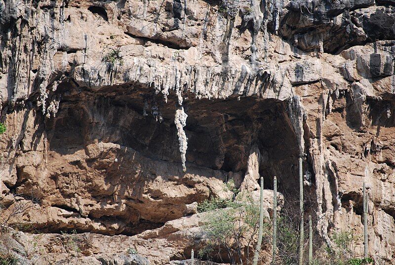 File:SeahorseCaveSumidero2.jpg