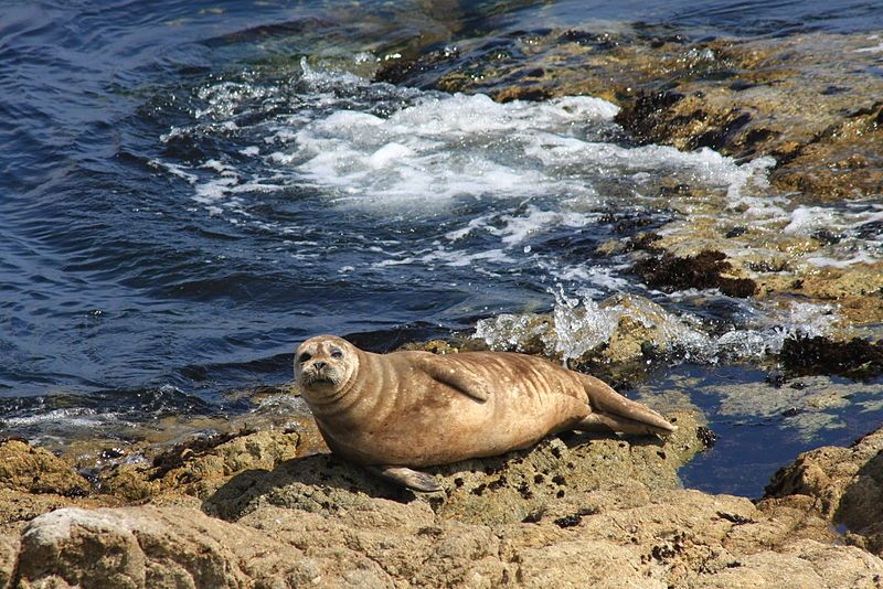 File:Seal Curiosity.JPG