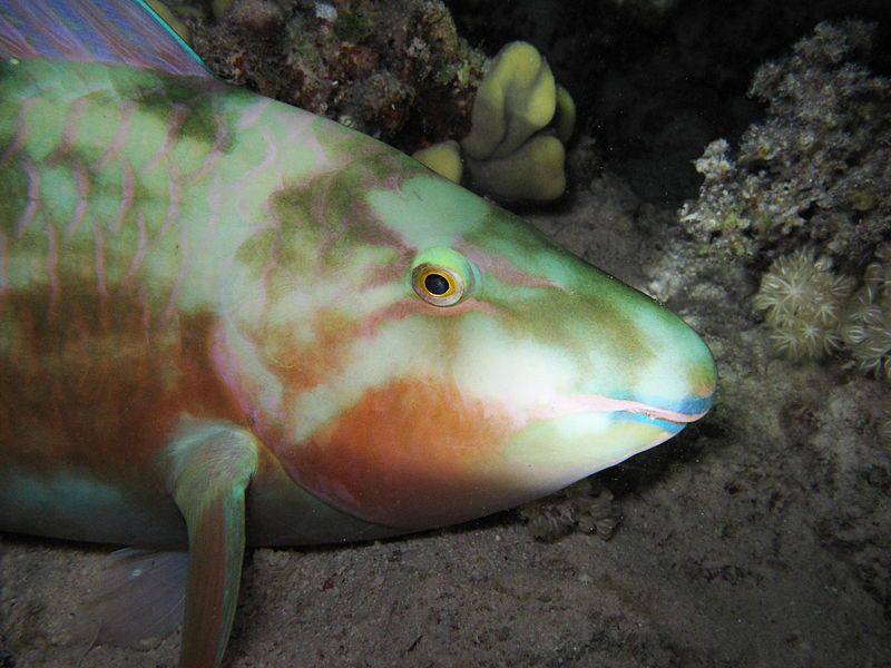 File:Sleeping longnose parrotfish.JPG