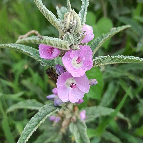 File:Sphaeralcea angustifolia (Malvaceae).jpg