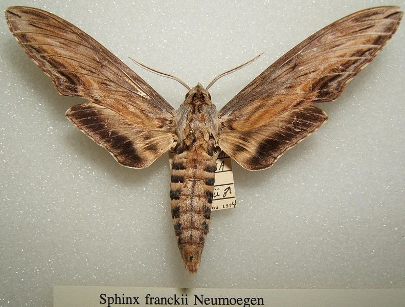 File:Sphinx frankii sjh.JPG