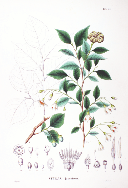 File:Styrax japonicum SZ23.png