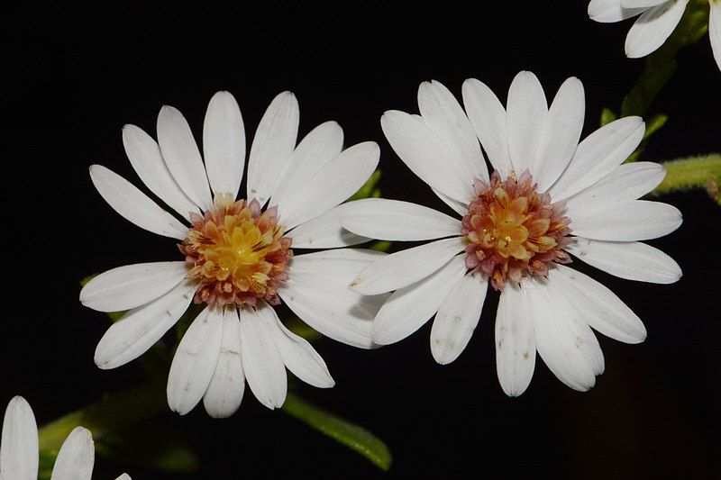 File:Symphyotrichum estesii 183195907.jpg