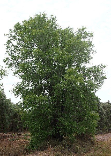 File:Terminalia oblongata habit.jpg